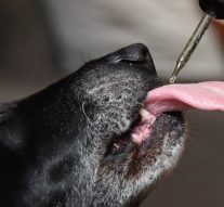 What Is The Right CBD Dosage For Your Pet Dog?
